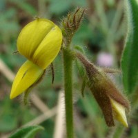 Crotalaria lejoloba Bartl.